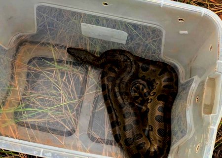 PMA de Batayporã captura cobra sucuri em quintal de residência na cidade de Taquarussu