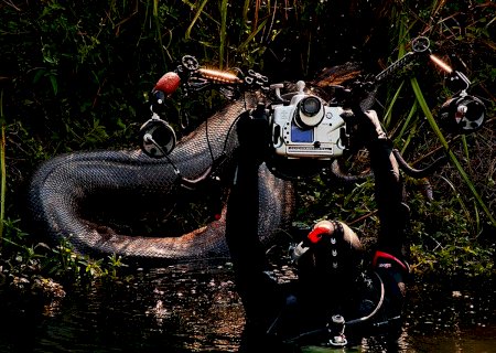 Sucuris gigantes são flagradas durante expedições de fotógrafos subaquáticos em rios de MS