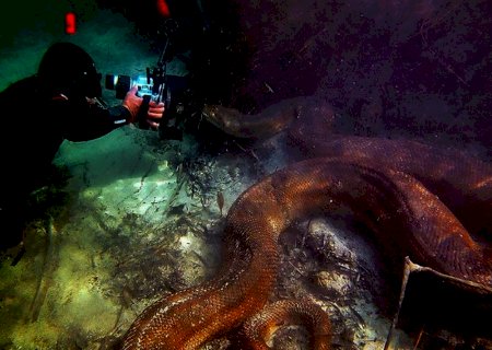 Sucuris gigantes são flagradas por fotógrafo durante expedição em rios de MS