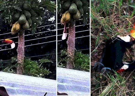 Abate de tr&ecirc;s tucanos com arma de press&atilde;o vira caso de pol&iacute;cia