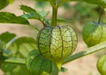 Descoberta fruta que ajuda na recuperação de Alzheimer e Parkinson