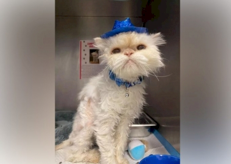 Após 19 anos em abrigo, gato idoso é adotado e ganha festa