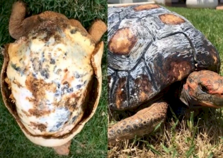 Designer brasileiro cria 1ª prótese de casco de jabuti do mundo