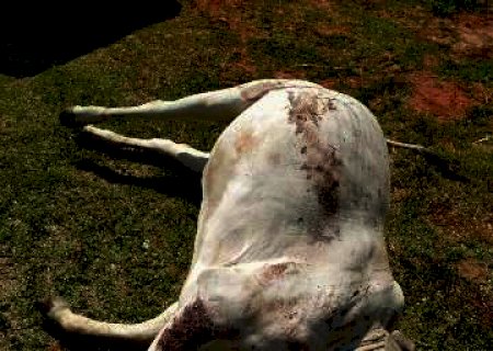 Dupla furtava animais, matava a tiros e revendia carne impr&oacute;pria em MS