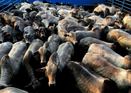 Circuito Nelore avalia mais de mil animais hoje e amanh&atilde; em Navira&iacute;