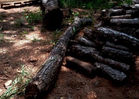 Dono de sítio é autuado e terá que pagar multa por exploração ilegal de madeira em MS