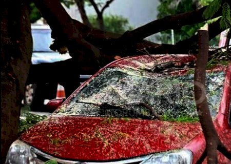 Acompanhada de vento forte e 106 raios, chuva derruba &aacute;rvores em carro e muro