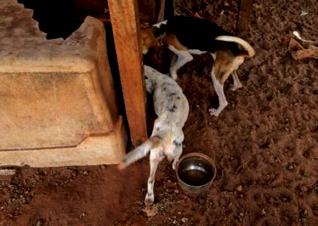 NAVIRAÍ: Seis cachorros s&atilde;o resgatados sem comida e &aacute;gua e dono &eacute; multado em R$ 6 mil