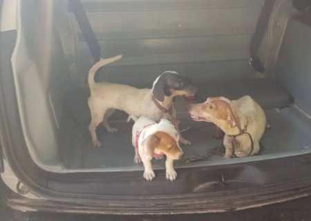 Cachorros que viviam amarrados e sem comida s&atilde;o resgatados pela pol&iacute;cia