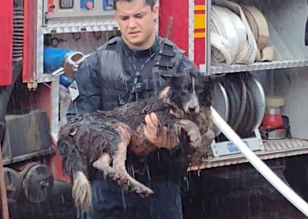 NAVIRAÍ: Dois cachorros são resgatados de casa em chamas, mas família perde tudo