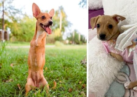 Após abandono, cachorrinha sem patas ganha nova chance de viver