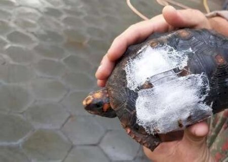 Jabuti &eacute; resgatado sangrando e com casco dilacerado ap&oacute;s atropelamento na MS-489