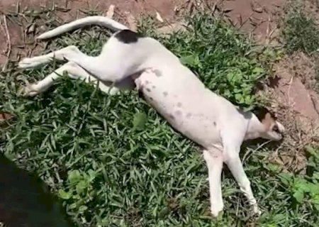 Mulher atropela cachorro de prop&oacute;sito e vai presa: &ldquo;quem mandou estar na rua&rdquo;