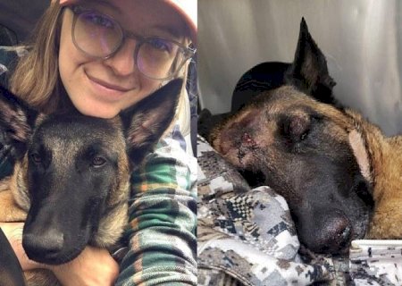 Cão herói quase morre para salvar tutora de ataque de leão