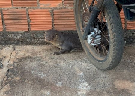 PMA resgata lontra encontra nas ruas de município de MS