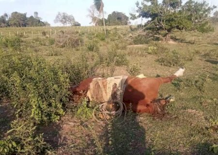 Trabalhador rural e cavalo s&atilde;o encontrados mortos em fazenda