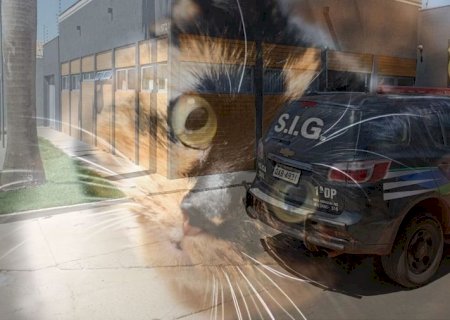 Envenenamento de gatos vira caso de polícia em Batayporã