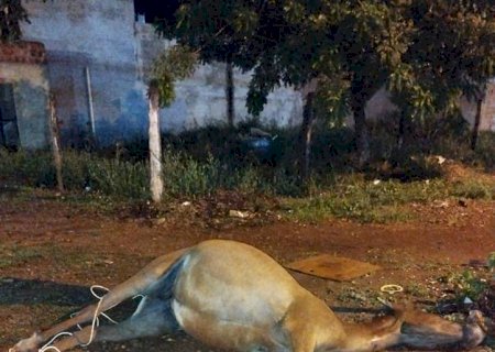 Égua prenha é sacrificada em rua de Dourados e gera revolta em protetores de animais