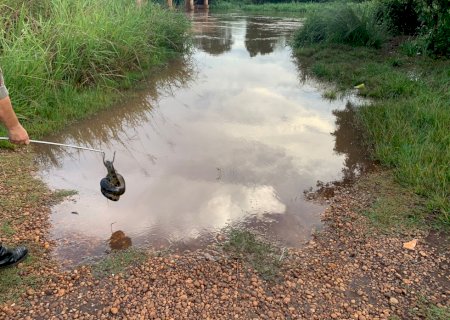 Polícia Militar Ambiental de Dourados captura sucuri de quase dois metros em rua da cidade
