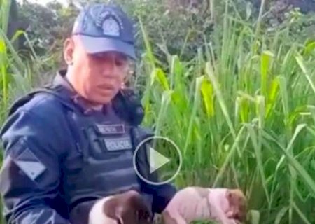 Filhotes de cachorros s&atilde;o encontrados chorando dentro de saco de estopa