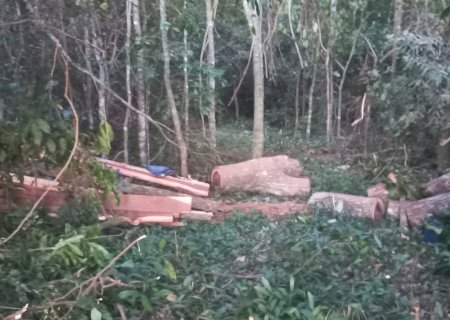 PMA de Dourados autua infrator em R$ 16,8 mil por derrubada ilegalmente de árvores de grande porte para exploração e pelo armazenamento da madeira