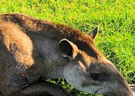IVINHEMA: Polícia Militar Ambiental de Batayporã usa trator com guindaste e resgata anta de 270 kg vítima de caça ferida por tiros