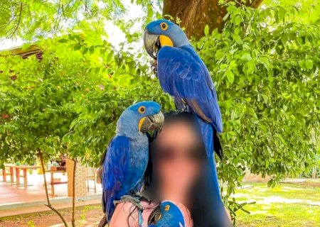 MP quer barrar uso de araras para atrair visitantes a balneários de Bonito