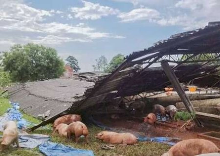 Vendaval destruiu barrac&atilde;o de su&iacute;nos em S&atilde;o Gabriel do Oeste