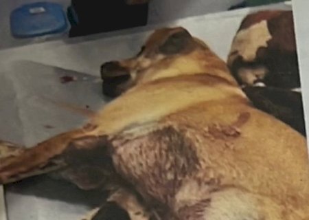 NOVO HORIZONTE DO SUL: Polícia Civil, com apoio da SIG, apreende arma de fogo utilizada para atirar em cachorro.