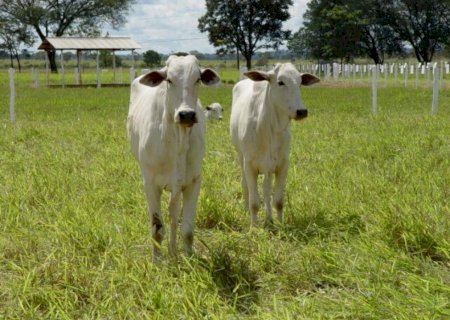 Preços da arroba do boi seguem firme no país; confira cotações