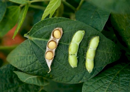 Exportações do agronegócio foram de US$ 13,48 bilhões em novembro