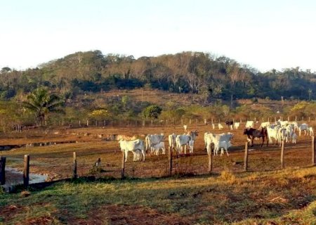 Pecuária é principal vetor de derrubada de vegetação na América do Sul