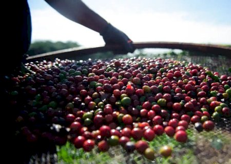 Safra brasileira de café de 2024 deve superar em 5,5% a do ano passado