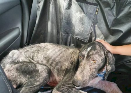 Projeto obriga veículo de aplicativo a transportar passageiro com animal de estimação