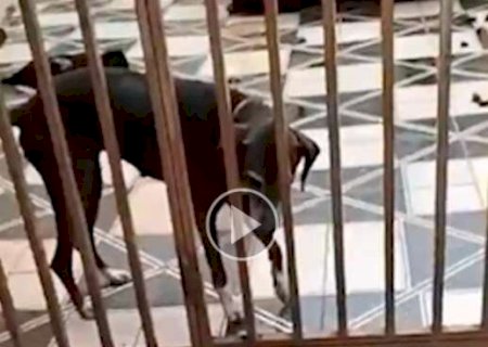Animal abandonado morre no quintal e outro sofre cheio de carrapatos