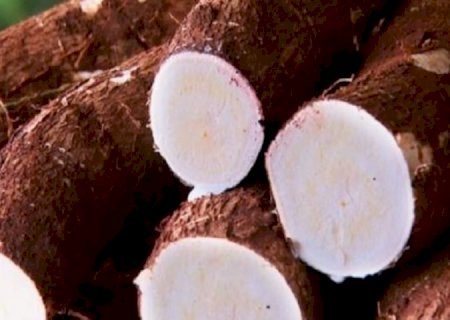 MS bate recorde na produção de mandioca e lidera exportação de fécula