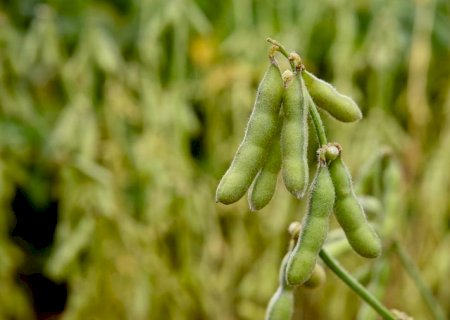Produtores brasileiros de soja esperam cenário melhor em 2024