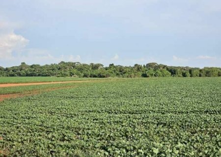 Colheita da soja atinge 18% em MS  e totaliza 768 mil hectares