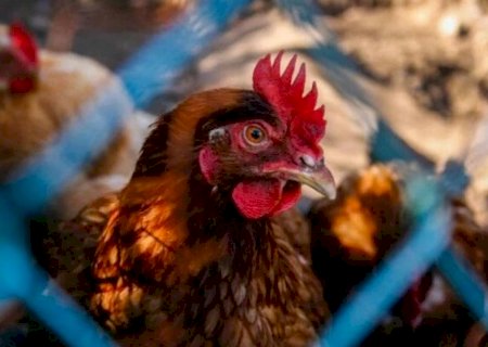 Brasil se destaca no controle da gripe aviária