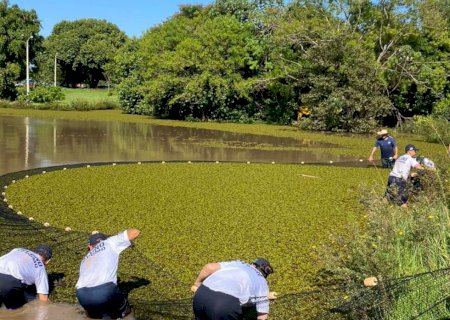 Força tarefa realiza limpeza em lagos tomados por vegetação aquática