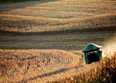 Após crescer 70% nas últimas quatro safras, área do trigo pode diminuir