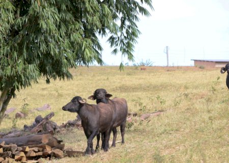 Sistema para avançar rastreabilidade de bovinos e bubalinos é instituído no Brasil