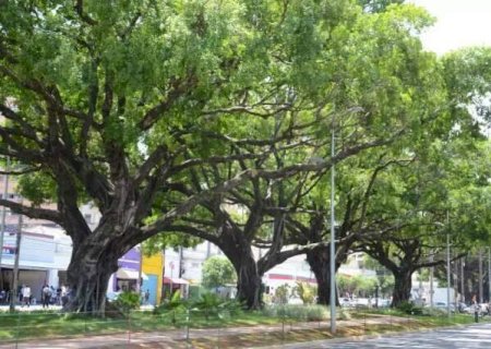 Arboriza&ccedil;&atilde;o de Campo Grande ainda &eacute; refer&ecirc;ncia nacional, diz especialista
