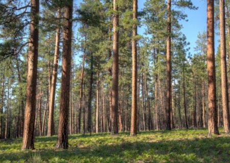 Uni&atilde;o sanciona lei que libera silvicultura de licen&ccedil;a ambiental