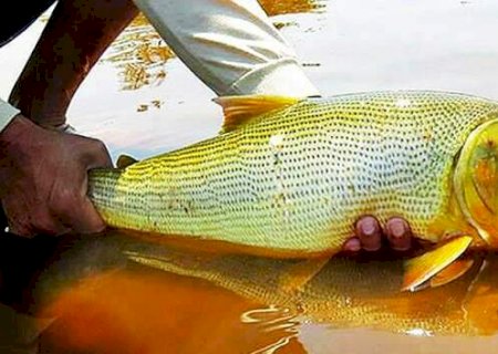Governo publica edital para pesquisa sobre peixe dourado em Corumb&aacute;