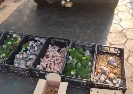 Homem é multado ao ser flagrado transportando aves silvestres