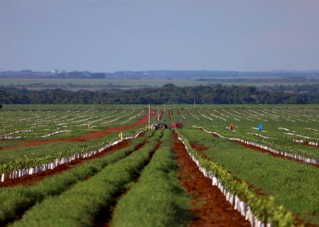 Com 30 mil hectares plantados, Mato Grosso do Sul vem se destacando na produção de laranja