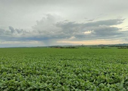 Plantio de soja em MS entra na reta final e supera os 4,2 milh&otilde;es de hectares
