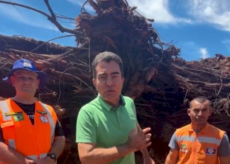 Prefeito de Dourados que transformar tronco de árvore gigante em atração turística