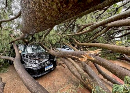 &Aacute;rvore de grande porte cai e destr&oacute;i 4 carros estacionados